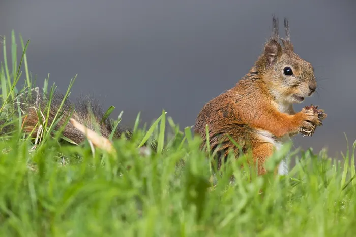 Framed Print : Red Squirrel