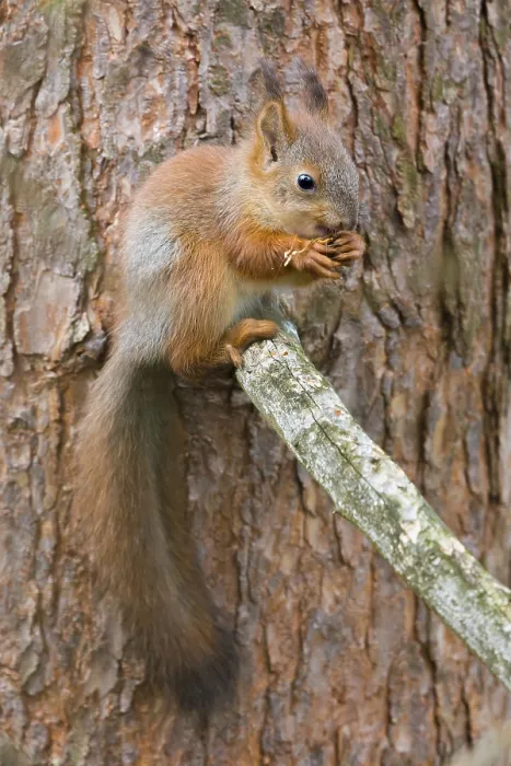 Framed Print : Red Squirrel