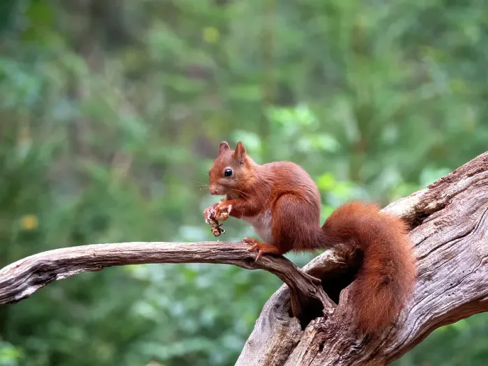 Framed Print : Red Squirrel, Sciurus vulgaris
