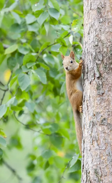 Framed Print : Red Squirrel, Sciurus vulgaris