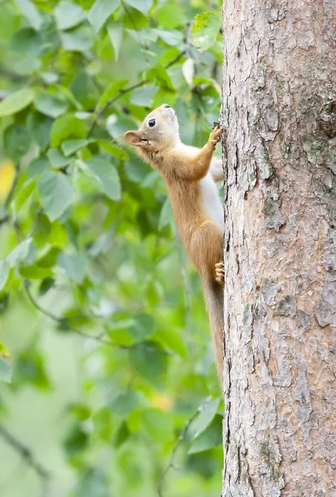 Framed Print : Red Squirrel, Sciurus vulgaris