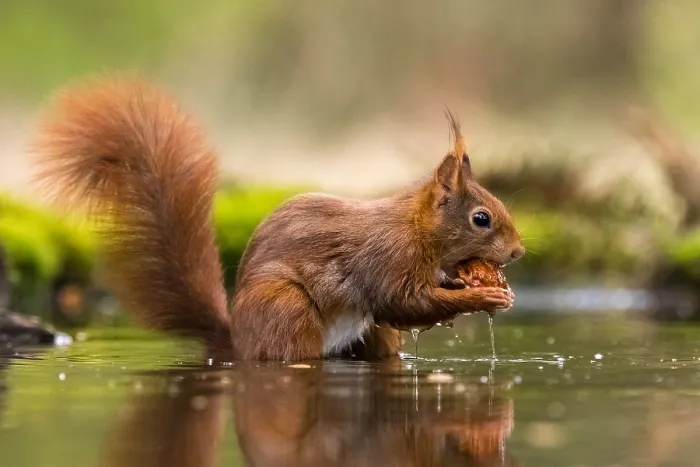 Framed Print : Red Squirrel, Sciurus vulgaris Framed Print : Red Squirrel, Sciurus vulgaris