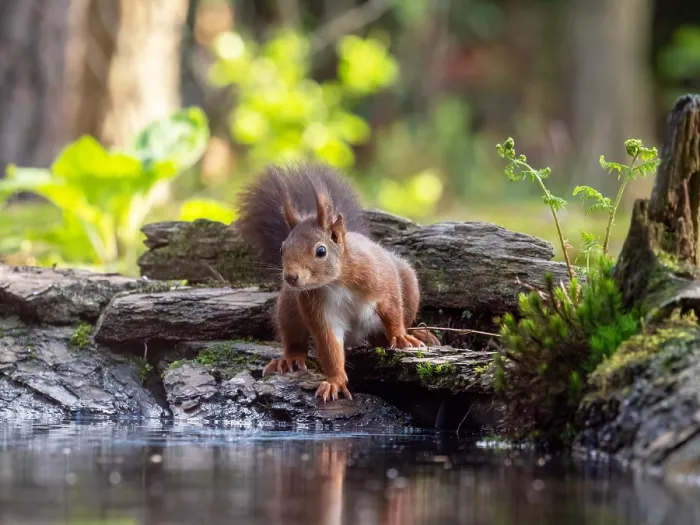 Framed Print : Red Squirrel, Sciurus vulgaris