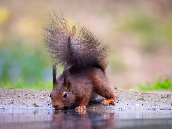 Framed Print : Red Squirrel, Sciurus vulgaris