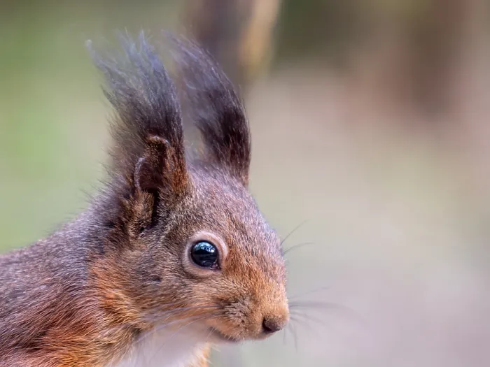Framed Print : Red Squirrel, Sciurus vulgaris