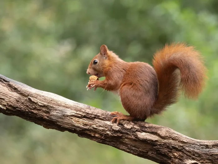 Framed Print : Red Squirrel, Sciurus vulgaris