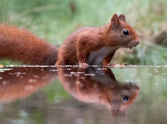 Framed Print : Red squirrel, Sciurus vulgaris