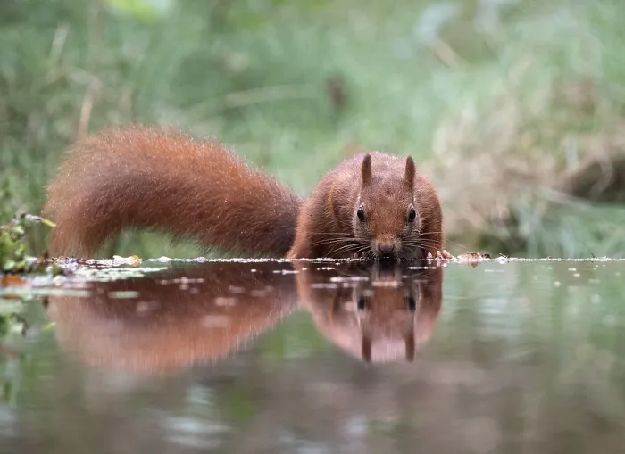 Framed Print : Red squirrel, Sciurus vulgaris