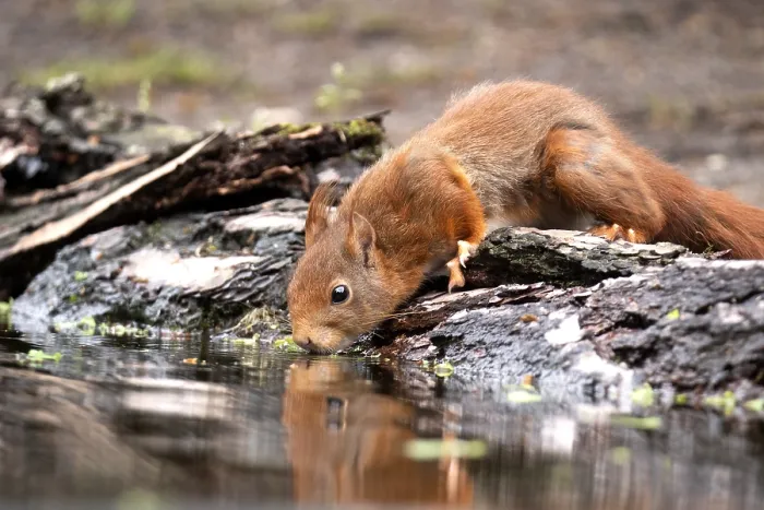 Framed Print : Red Squirrel, Sciurus vulgaris