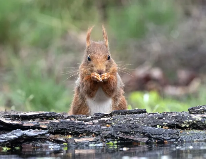Framed Print : Red Squirrel, Sciurus vulgaris
