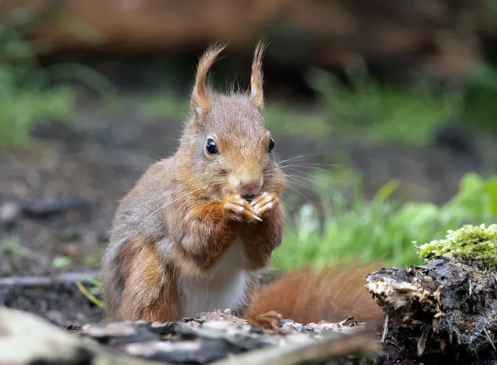 Framed Print : Red Squirrel, Sciurus vulgaris