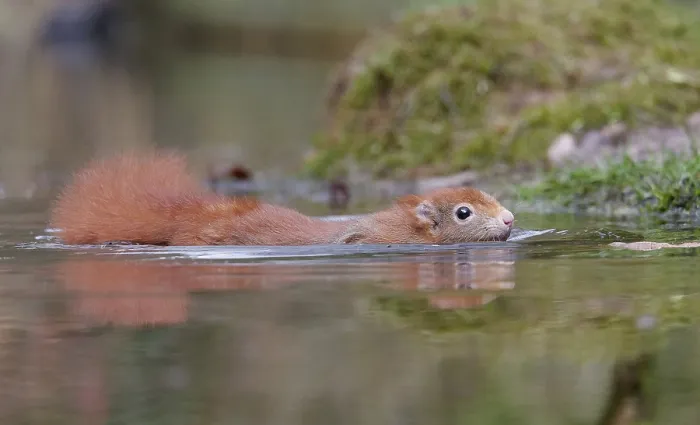 Framed Print : Red squirrel, Sciurus vulgaris
