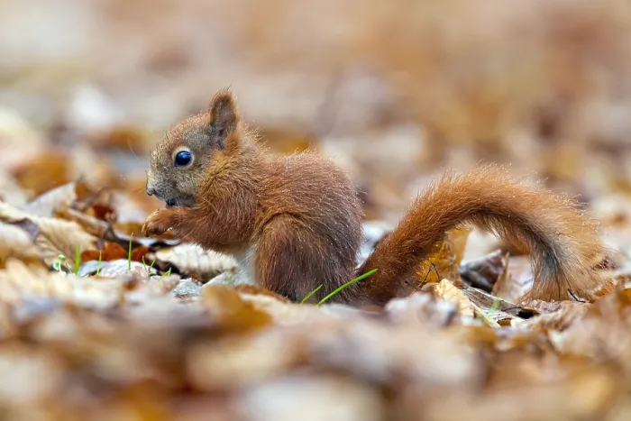 Framed Print : Red Squirrel, Sciurus vulgaris