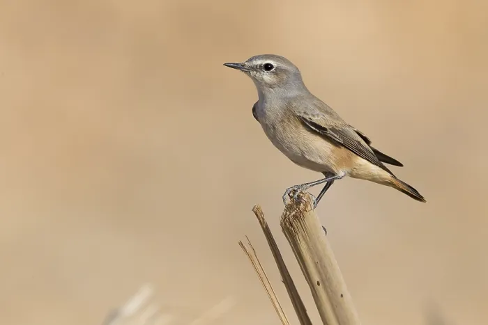 Framed Print : Red-tailed Wheatear