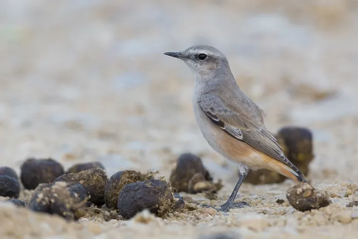 Framed Print : Red-tailed Wheatear
