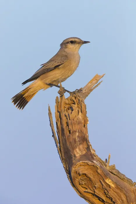 Framed Print : Red-tailed Wheatear
