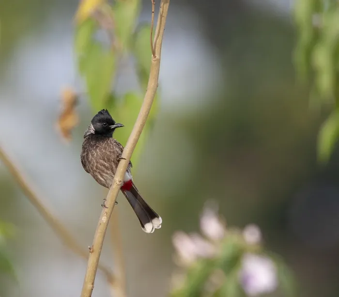 Framed Print : Red-vented Bulbul, Pycnonotus cafer