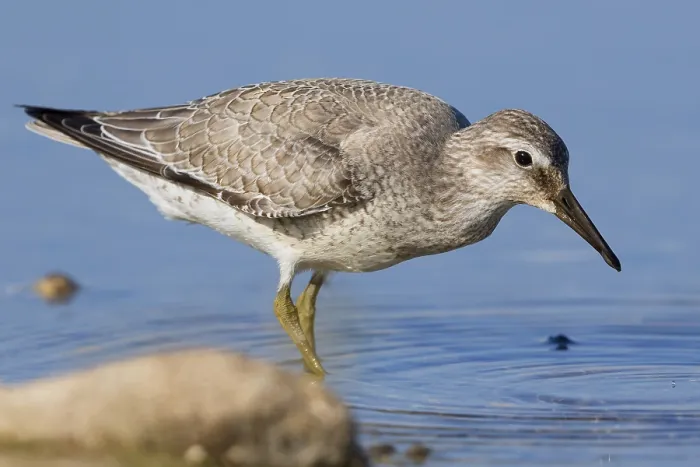 Framed Print : RedKnot. Red Knot, Juvenile standing in the water, Campania, Italy (Calidris canutus) Framed Print : RedKnot. Red Knot, Juvenile standing in the water, Campania, Italy (Calidris canutus)