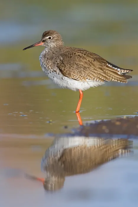 Framed Print : Redshank (Tringa totanus), adult standing in a pond