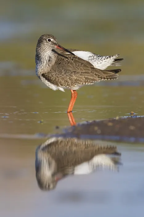 Framed Print : Redshank (Tringa totanus), adult standing in a pond Framed Print : Redshank (Tringa totanus), adult standing in a pond