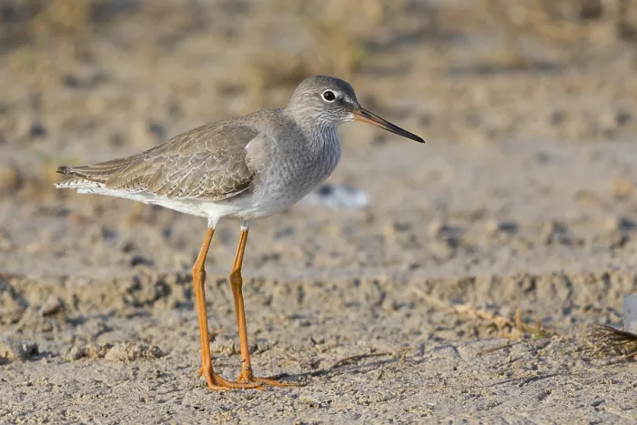 Framed Print : Redshank (Tringa totanus), standing on the mud, Salalah, Dhofar, Oman