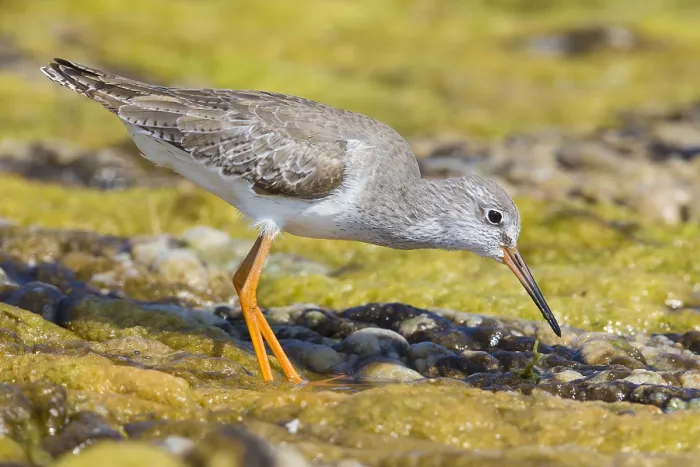 Framed Print : Redshank (Tringa totanus), feeding in a marsh, Qurayyat, Muscat Governorate, Dhofar, Oman