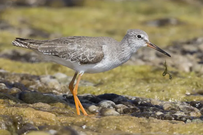 Framed Print : Redshank (Tringa totanus), standing in a marsh, Qurayyat, Muscat Governorate, Dhofar, Oman