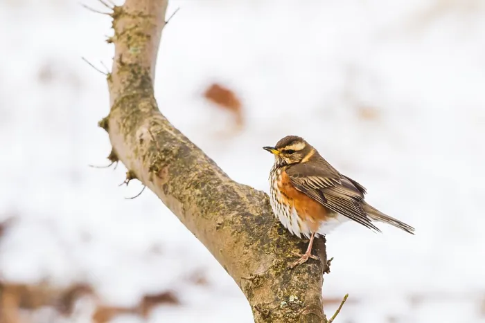 Framed Print : Redwing, Turdus iliacus
