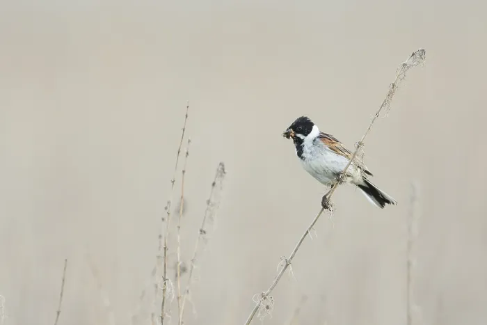 Framed Print : Reed Bunting