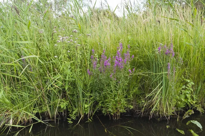 Framed Print : Reedbed in bloom