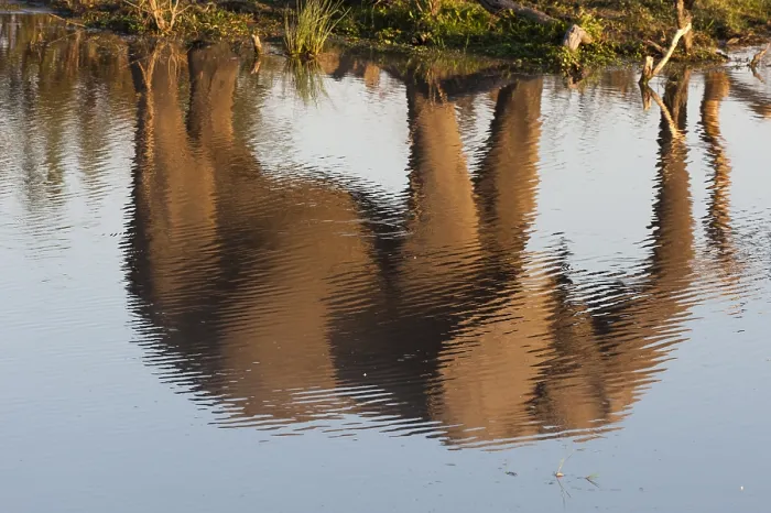 Framed Print : The reflection of an African elephant Framed Print : The reflection of an African elephant