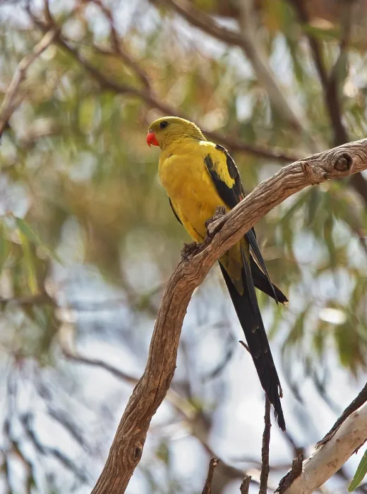 Framed Print : Regent Parrot, Polytelis anthopeplus