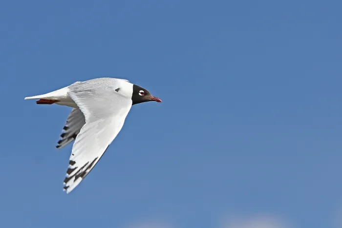 Framed Print : Relict Gull, Ichthyaetus relictus