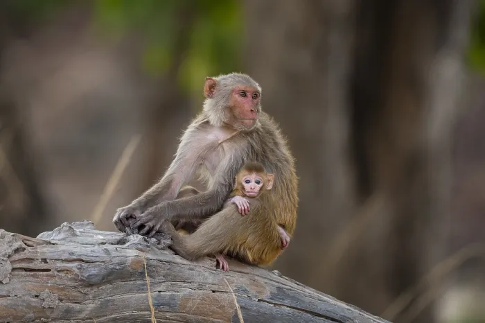 Framed Print : A Rhesus macaque monkey, Macaca mulatta