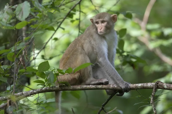 Framed Print : Rhesus Monkey