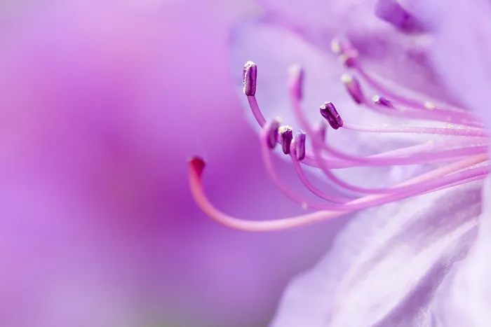 Framed Print : Rhododendron