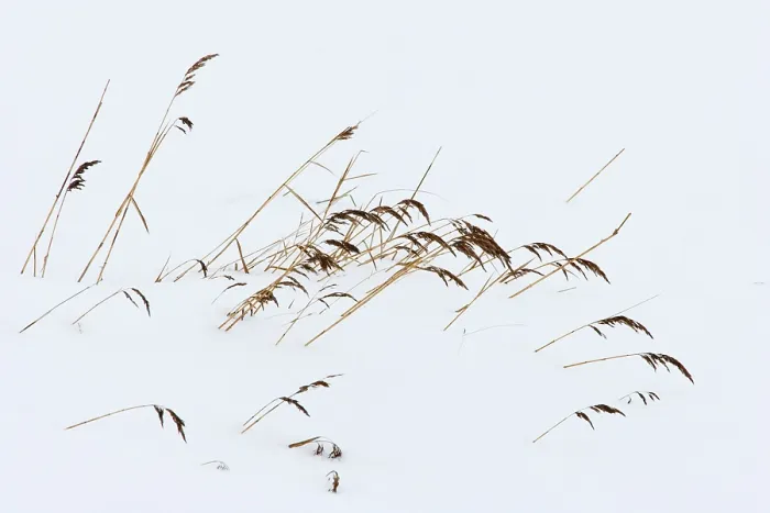 Framed Print : riet, reed