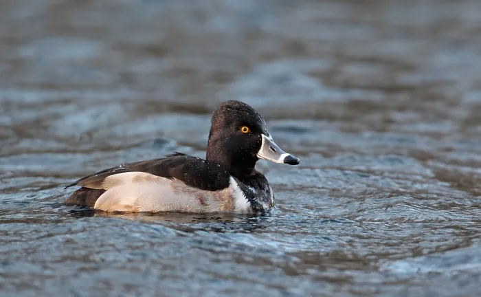 Framed Print : Ring-necked Duck