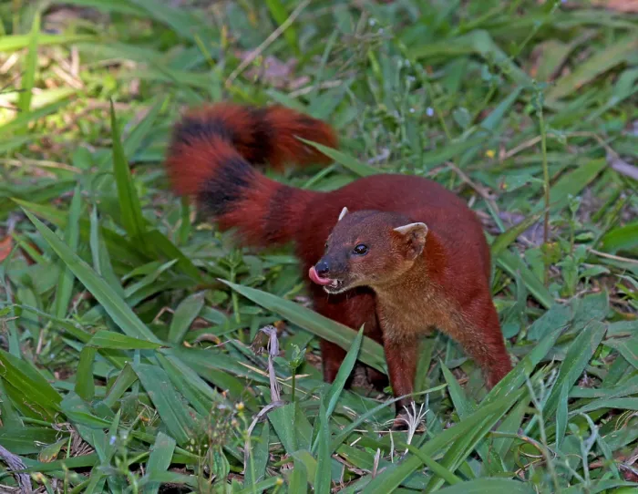 Framed Print : Ring-tailed Mongoose, Galidia elegans