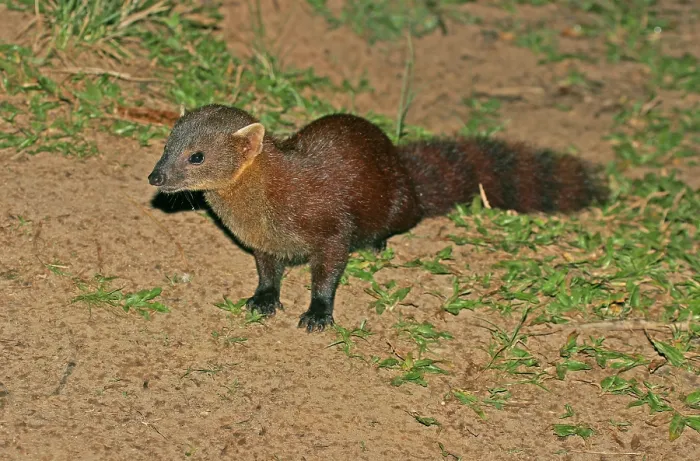 Framed Print : Ring-tailed Mongoose, Galidia elegans