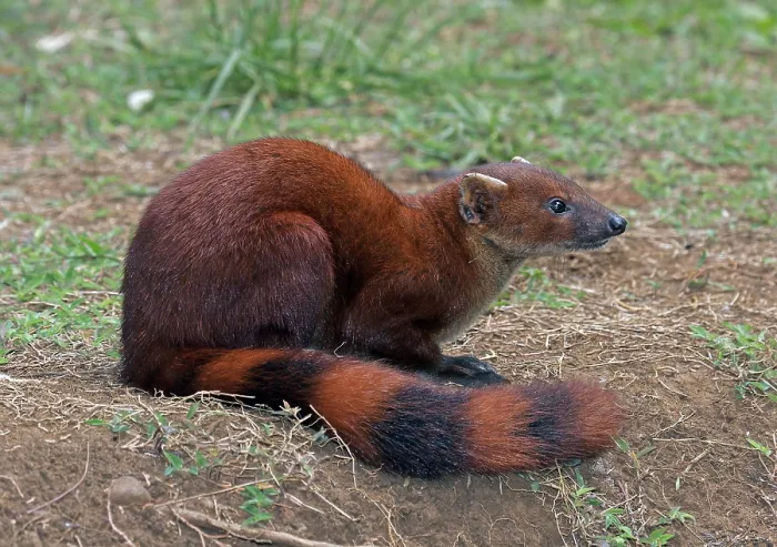 Framed Print : Ring-tailed Mongoose, Galidia elegans Framed Print : Ring-tailed Mongoose, Galidia elegans