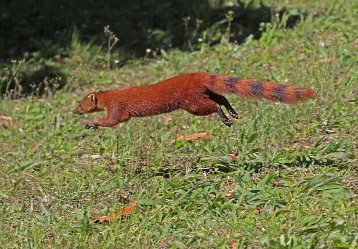 Framed Print : Ring-tailed Mongoose, Galidia elegans