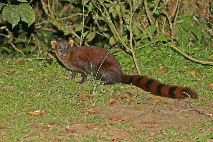 Framed Print : Ring-tailed Mongoose, Galidia elegans