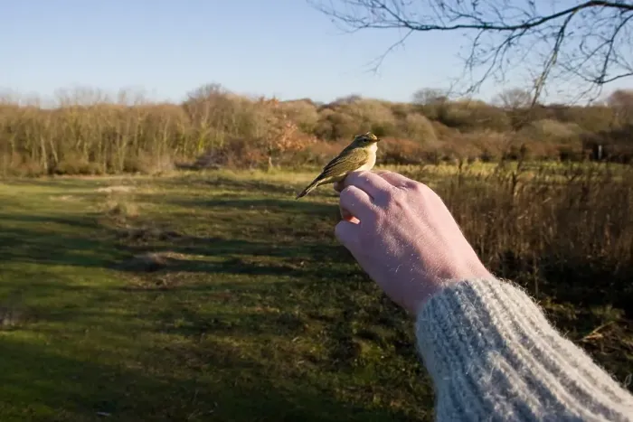 Framed Print : Ringbaan, Ringing Station