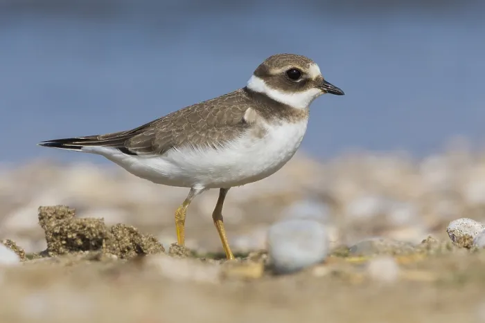 Framed Print : Ringed Plover