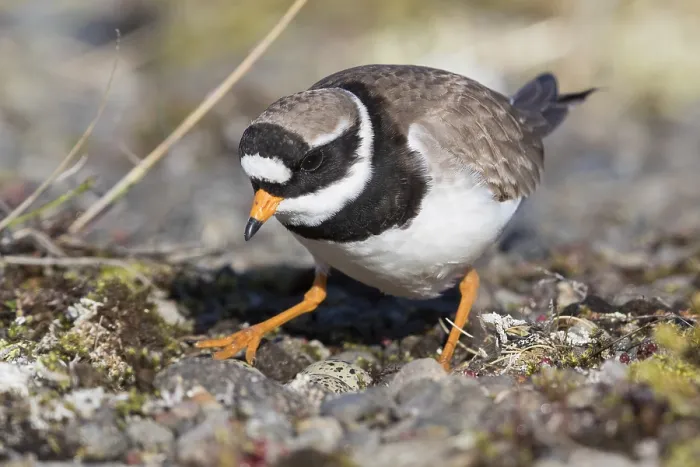 Framed Print : Ringed Plover