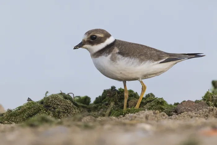 Framed Print : Ringed Plover