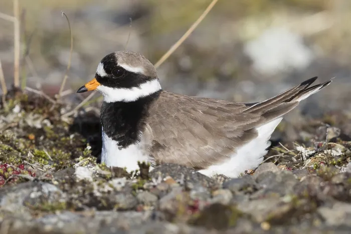 Framed Print : Ringed Plover
