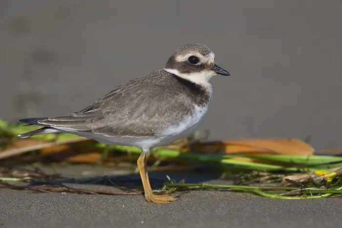 Framed Print : Ringed Plover