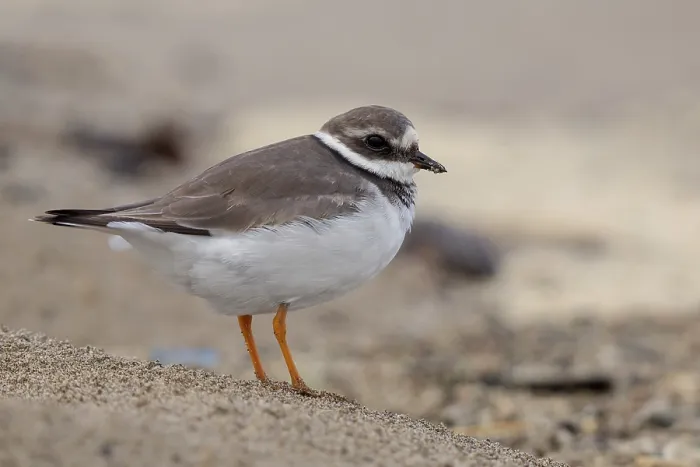 Framed Print : Ringed Plover